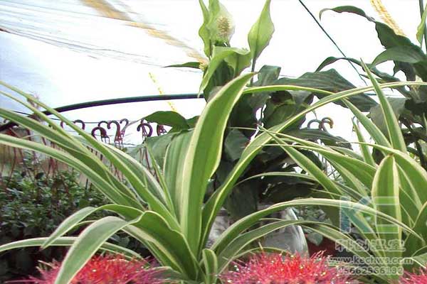 無土栽培，無土栽培技術(shù)，無土栽培設(shè)備