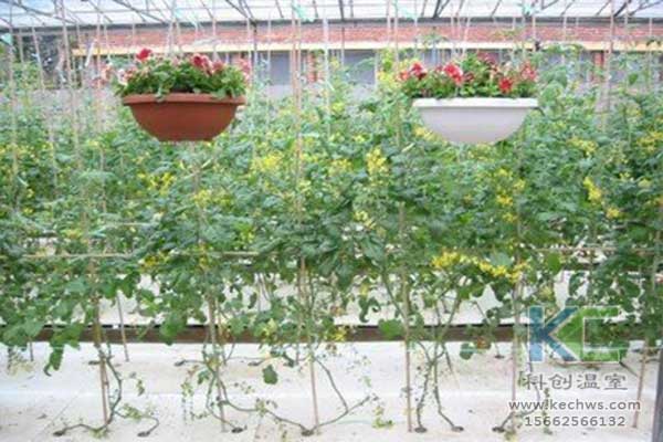 無土栽培，無土栽培技術(shù)，無土栽培設(shè)備