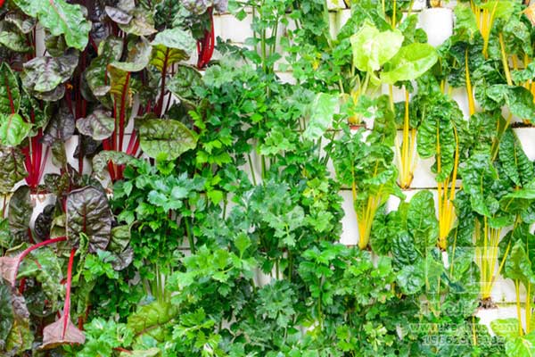 無土栽培，無土栽培技術(shù)，無土栽培設(shè)備