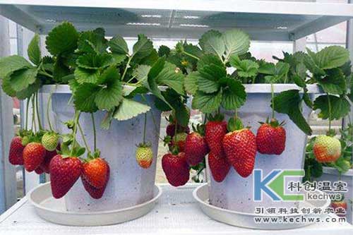 無土栽培,無土栽培技術,無土栽培設備