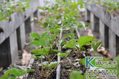 無土栽培，無土栽培技術，無土栽培設備