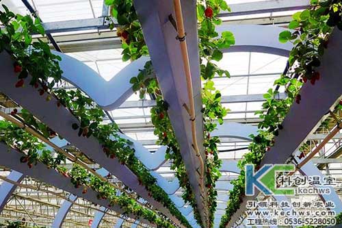 無土栽培，無土栽培技術，無土栽培設備