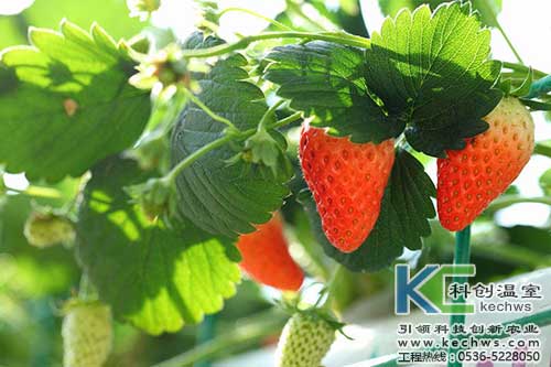 無土栽培，無土栽培技術，無土栽培設備