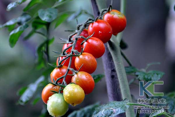 無土栽培，無土栽培技術，無土栽培設備