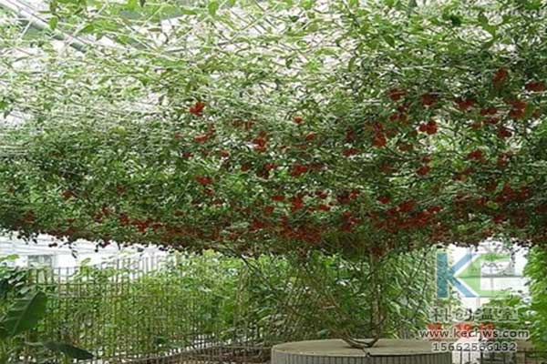 無土栽培，無土栽培技術，無土栽培設備