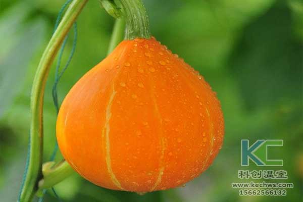 無土栽培，無土栽培技術，無土栽培設備