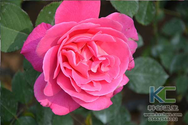 無土栽培，無土栽培技術，無土栽培設備