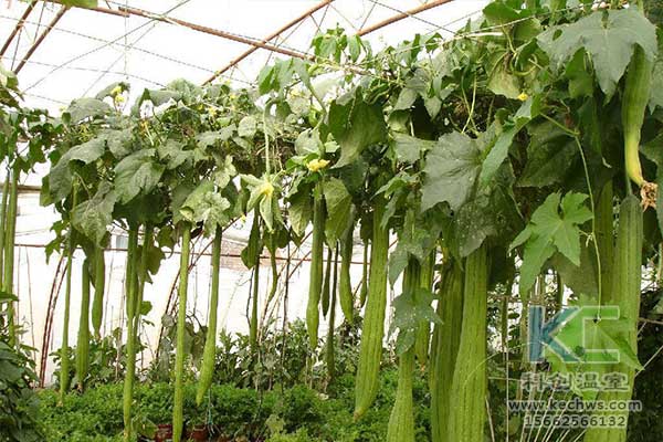 無土栽培，無土栽培技術，無土栽培設備