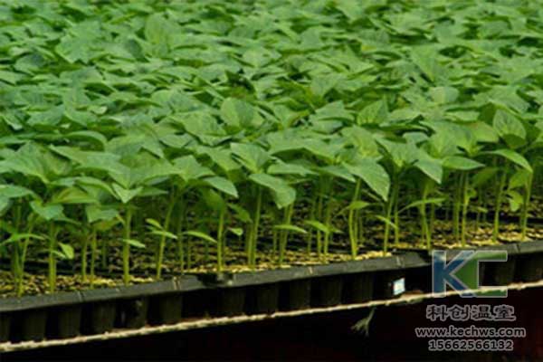 無土栽培，無土栽培技術(shù)，無土栽培設備