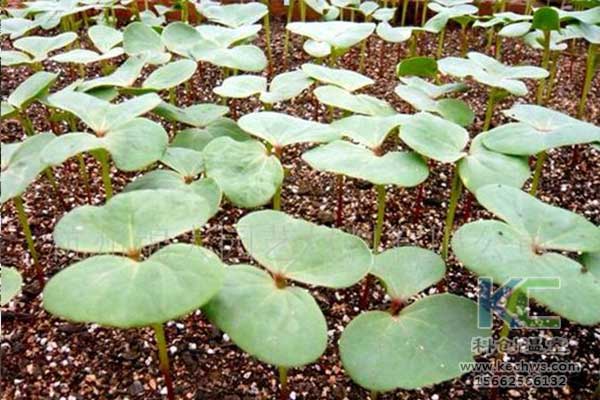 無土栽培，無土栽培技術，無土栽培設備