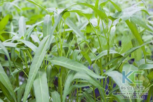 無土栽培，無土栽培技術