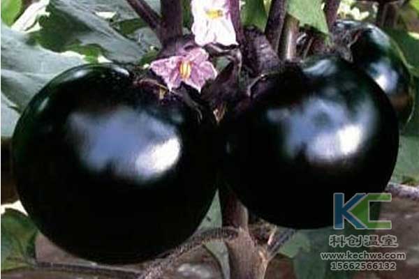 無土栽培，無土栽培基質