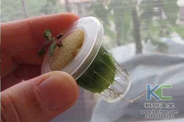 無(wú)土栽培，無(wú)土栽培技術(shù)，無(wú)土栽培設(shè)備