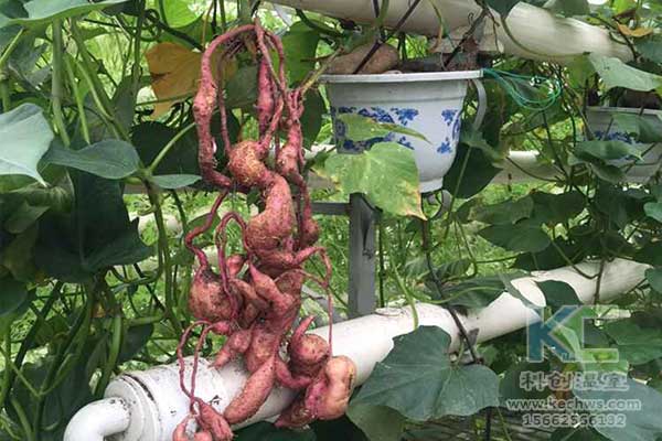 無土栽培，無土栽培技術，無土栽培設備