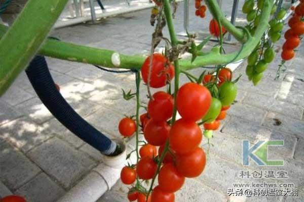 無土栽培，無土栽培技術(shù)，無土栽培設(shè)備