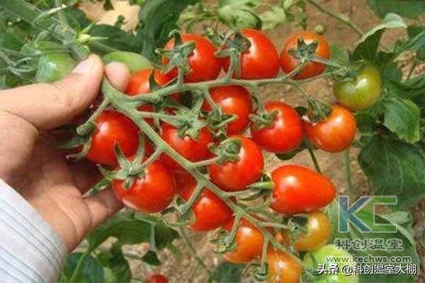 無土栽培，無土栽培技術(shù)，無土栽培設(shè)備