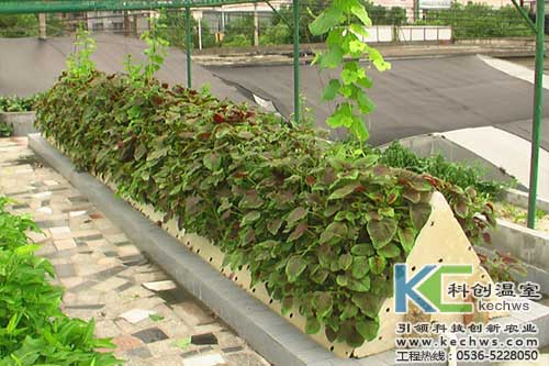 無土栽培,無土栽培技術,無土栽培設備