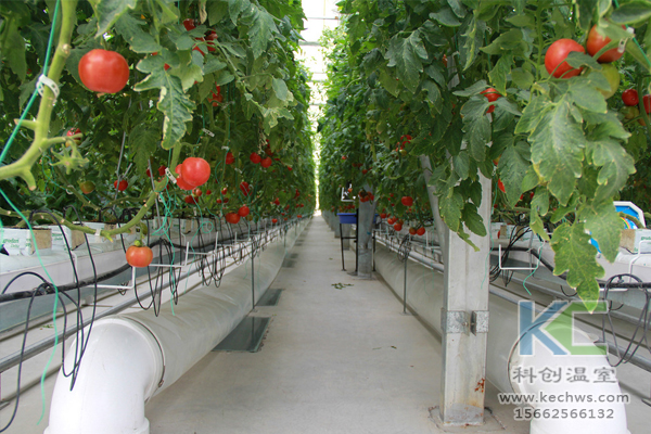 基質(zhì)栽培，無土栽培技術(shù)，無土栽培設(shè)備，溫室大棚