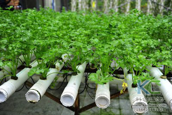 無(wú)土栽培，無(wú)土栽培技術(shù)，無(wú)土栽培設(shè)備