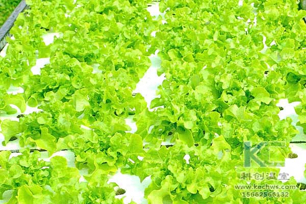 無土栽培,無土栽培技術,無土栽培設備,蔬菜栽培