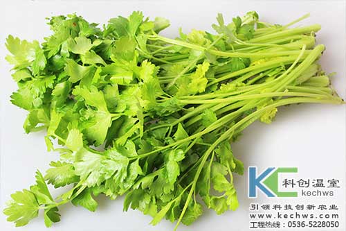 無土栽培,無土栽培技術(shù),無土栽培設(shè)備