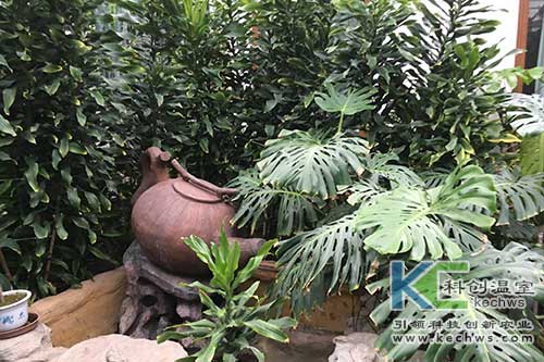 無(wú)土栽培，無(wú)土栽培技術(shù)，無(wú)土栽培設(shè)備