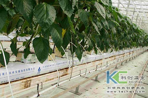 無土栽培，無土栽培技術，無土栽培設備