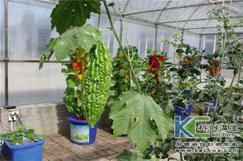 無土栽培，無土栽培技術，無土栽培設備