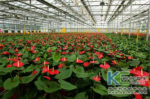 無土栽培，無土栽培技術，無土栽培設備