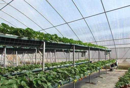 基質(zhì)栽培,基質(zhì)栽培造價,無土栽培