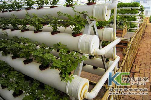 無土栽培,無土栽培技術,發(fā)展