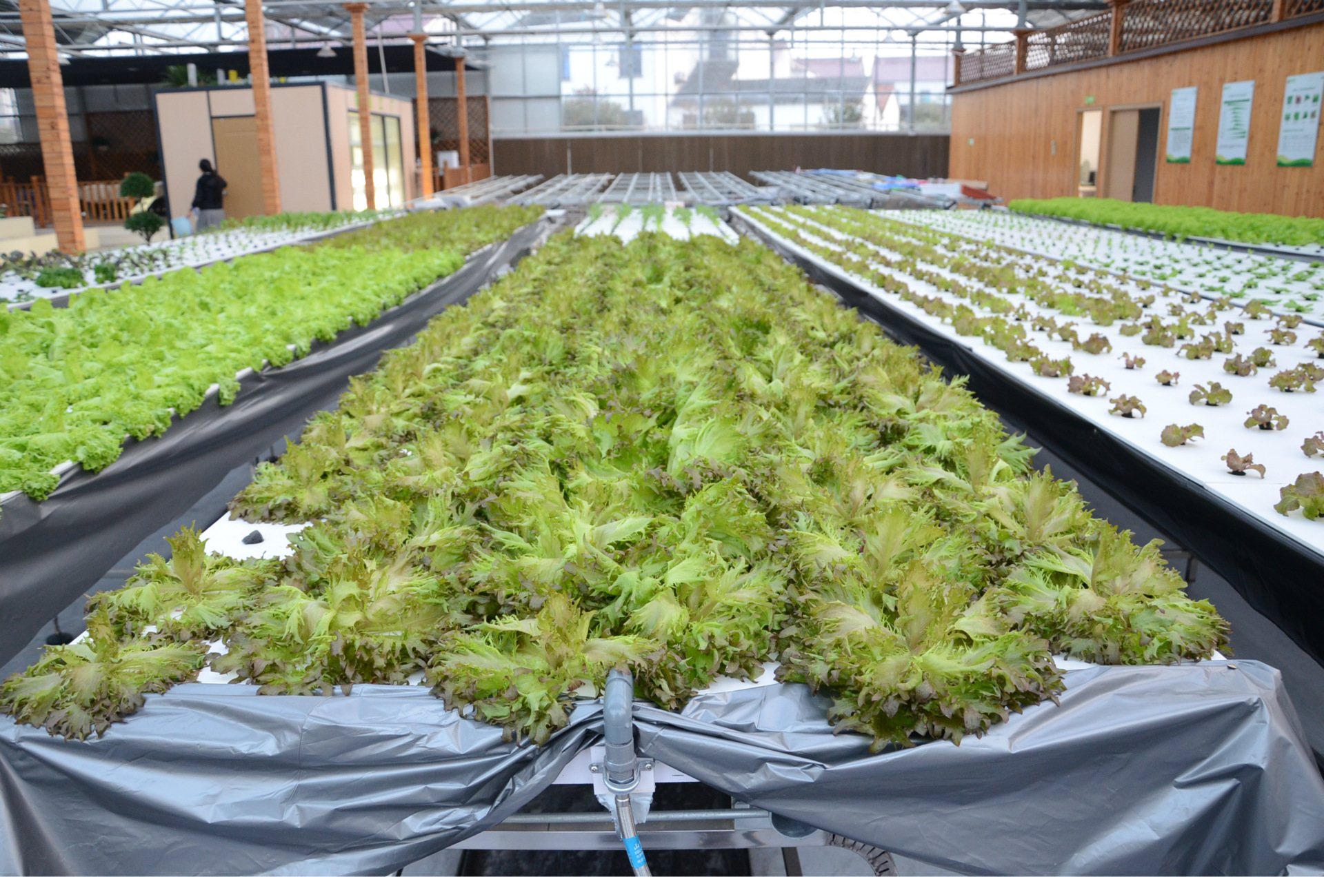 無土栽培，無土栽培技術，無土栽培設備