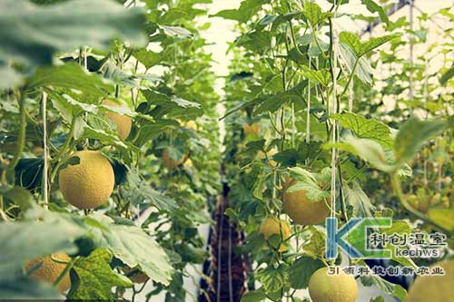 無(wú)土栽培，無(wú)土栽培技術(shù)，無(wú)土栽培設(shè)備