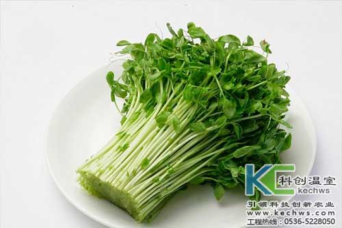 無土栽培，無土栽培技術，無土栽培設備