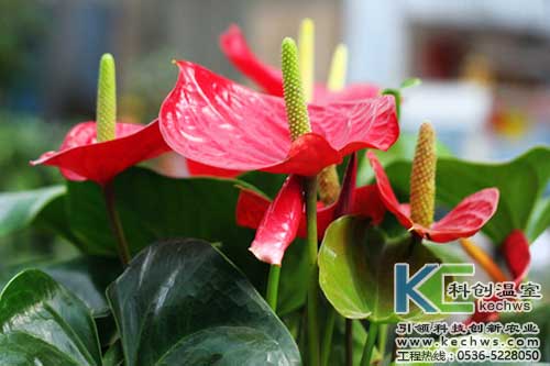 無土栽培，無土栽培技術，無土栽培設備