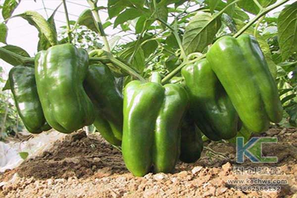 無土栽培，無土栽培技術，無土栽培設備