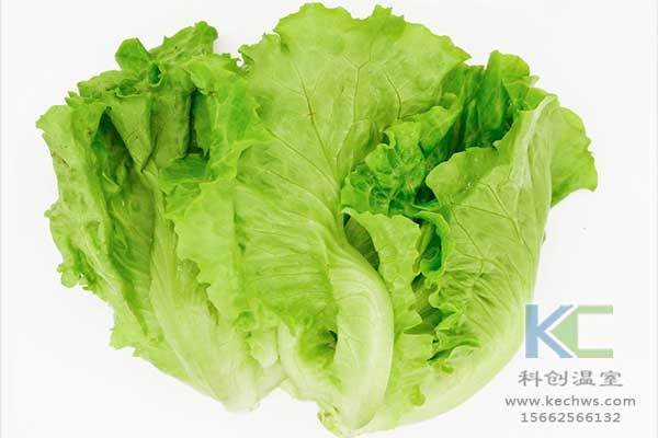 無(wú)土栽培，無(wú)土栽培技術(shù)