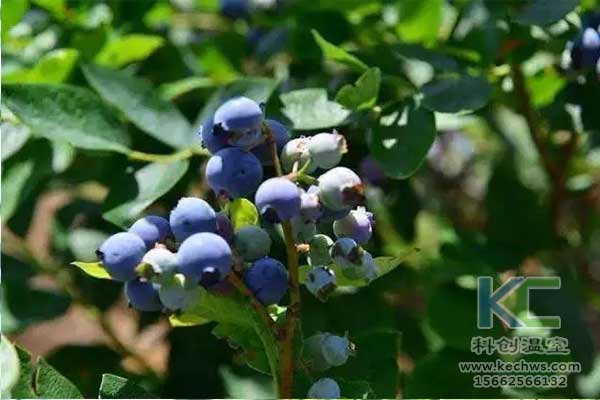 無土栽培，無土栽培技術(shù)，無土栽培設(shè)備