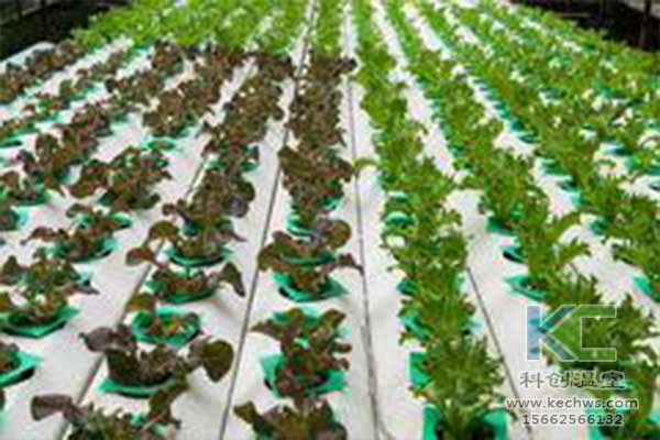 無土栽培，無土栽培技術，無土栽培設備