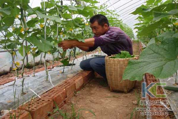 無土栽培，無土栽培技術，無土栽培設備