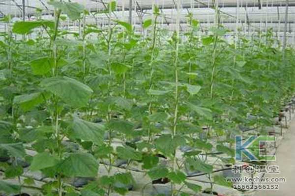 無土栽培，無土栽培技術，無土栽培設備