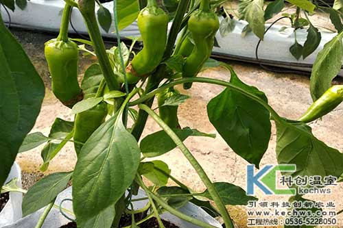 無土栽培，無土栽培技術，無土栽培設備