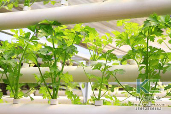無(wú)土栽培，無(wú)土栽培技術(shù)，無(wú)土栽培設(shè)備