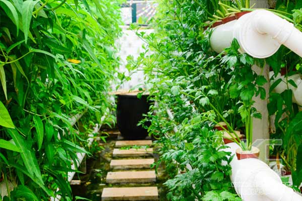 無土栽培，無土栽培技術(shù)，無土栽培設(shè)備