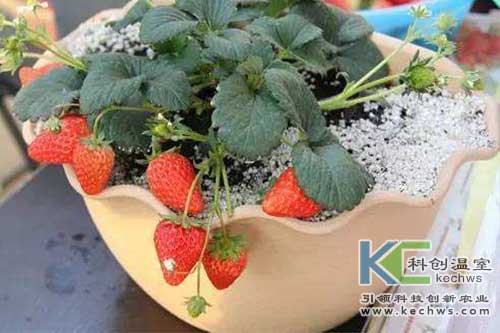 無土栽培,無土栽培技術,無土栽培設備