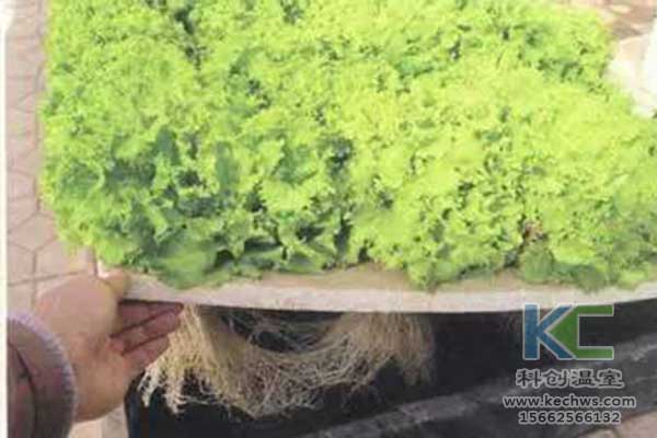 無土栽培，無土栽培技術，無土栽培設備