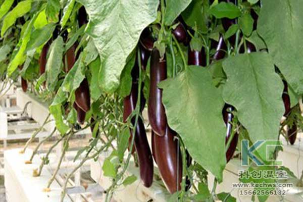 無土栽培，無土栽培技術，無土栽培設備