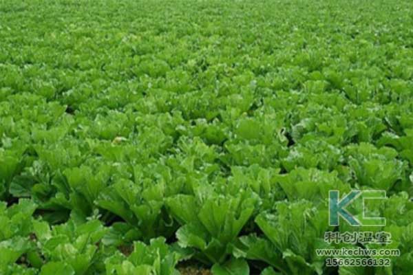 無土栽培，無土栽培技術，無土栽培設備