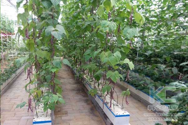 無土栽培，無土栽培技術(shù)，無土栽培設(shè)備