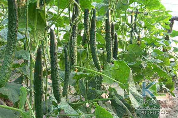 無(wú)土栽培，無(wú)土栽培技術(shù)，無(wú)土栽培設(shè)備